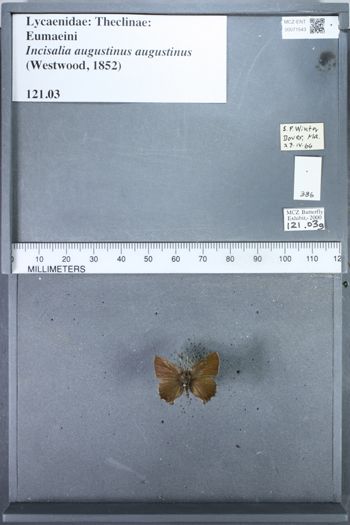Media type: image;   Entomology 71543